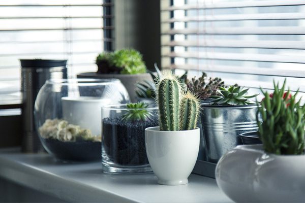 interior gardens austin plant containers